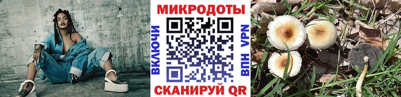 Псилоцибиновые грибы Psilocybe Камышлов